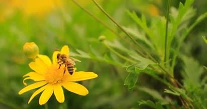 4K实拍蜜蜂在鲜花上采蜜唯美视频视频的预览图